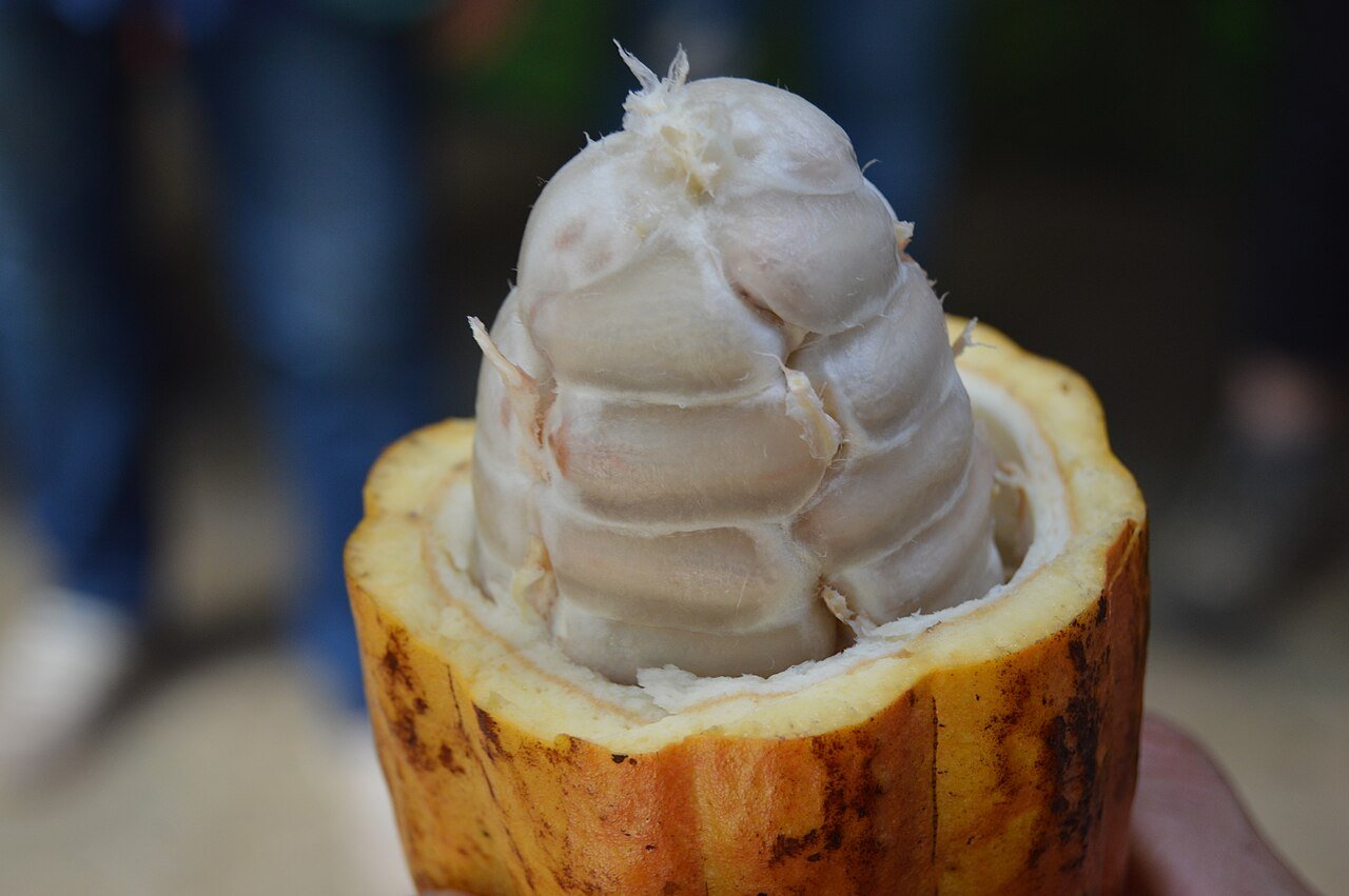 Cacao Fino de Aroma